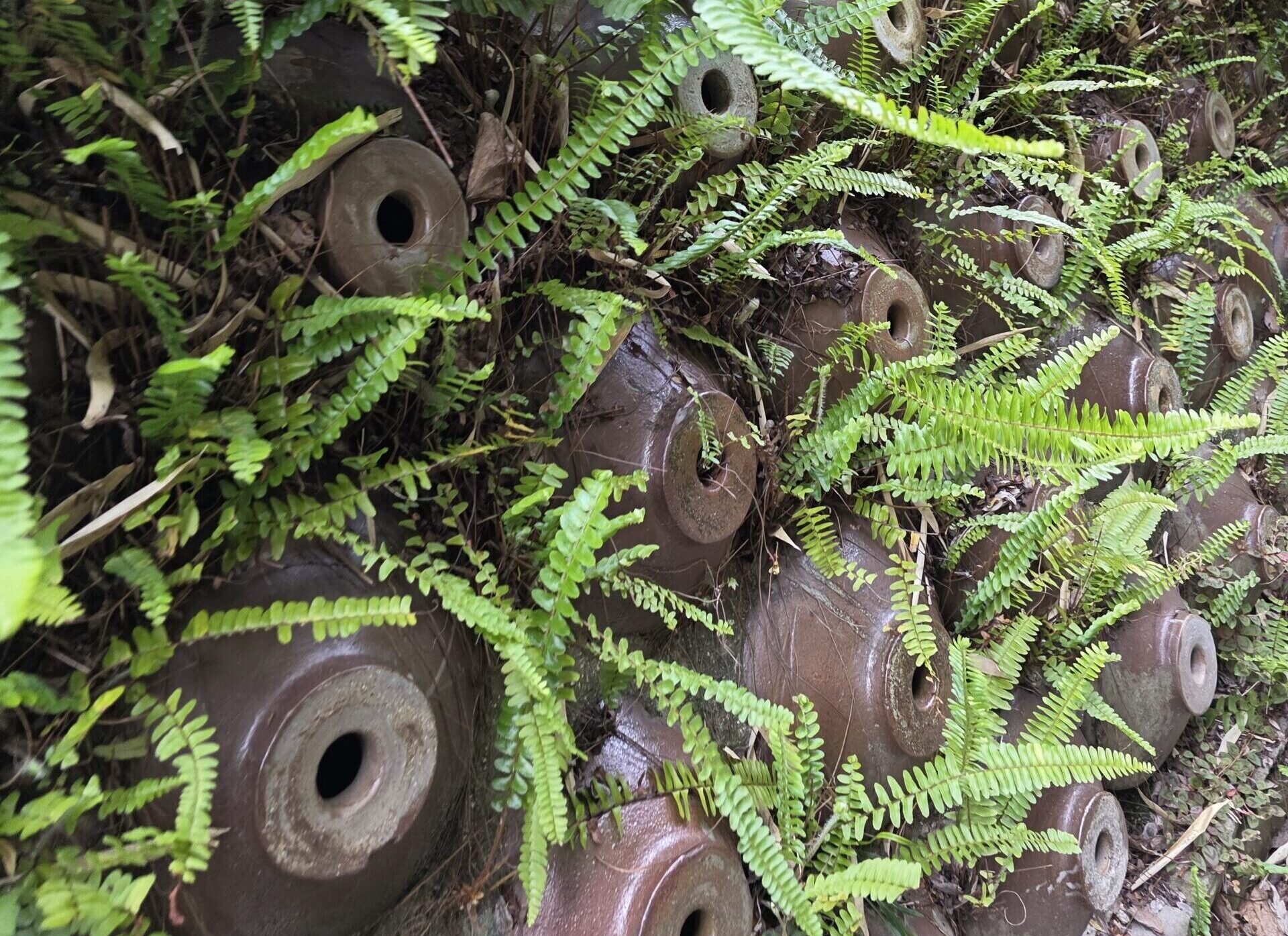 Bouteilles de saké Tokoname